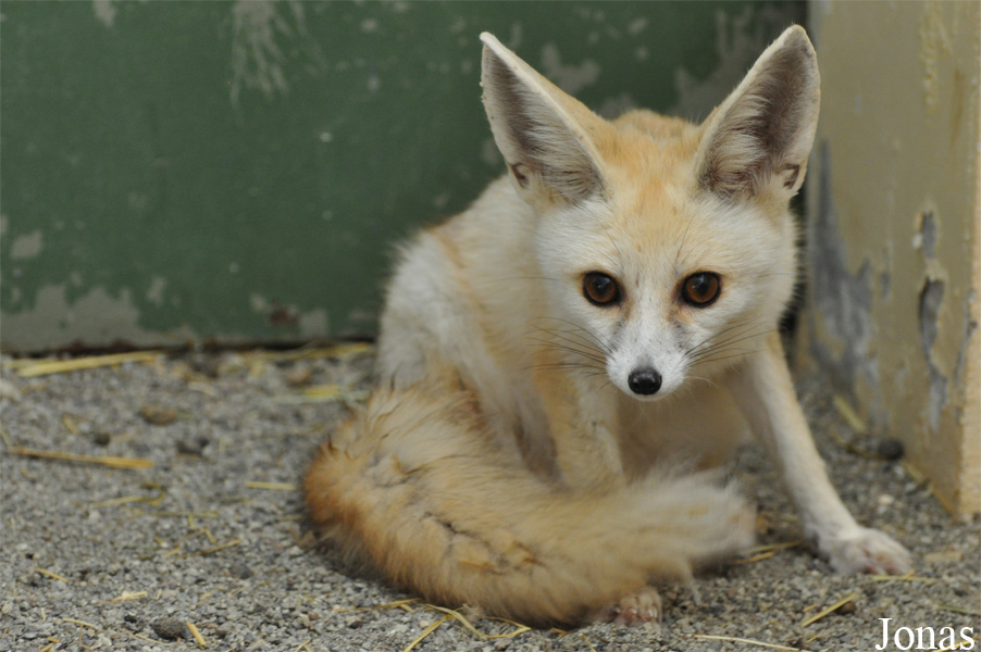 Vulpes rueppellii sabaea