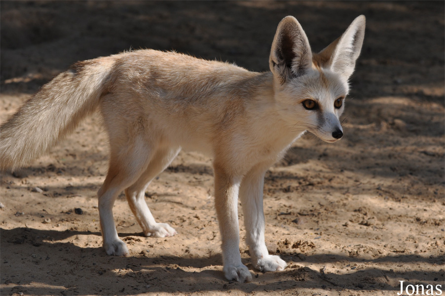 Vulpes rueppellii sabaea