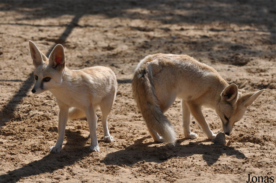 Vulpes rueppellii sabaea