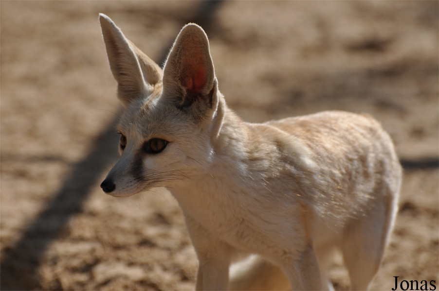 Vulpes rueppellii sabaea