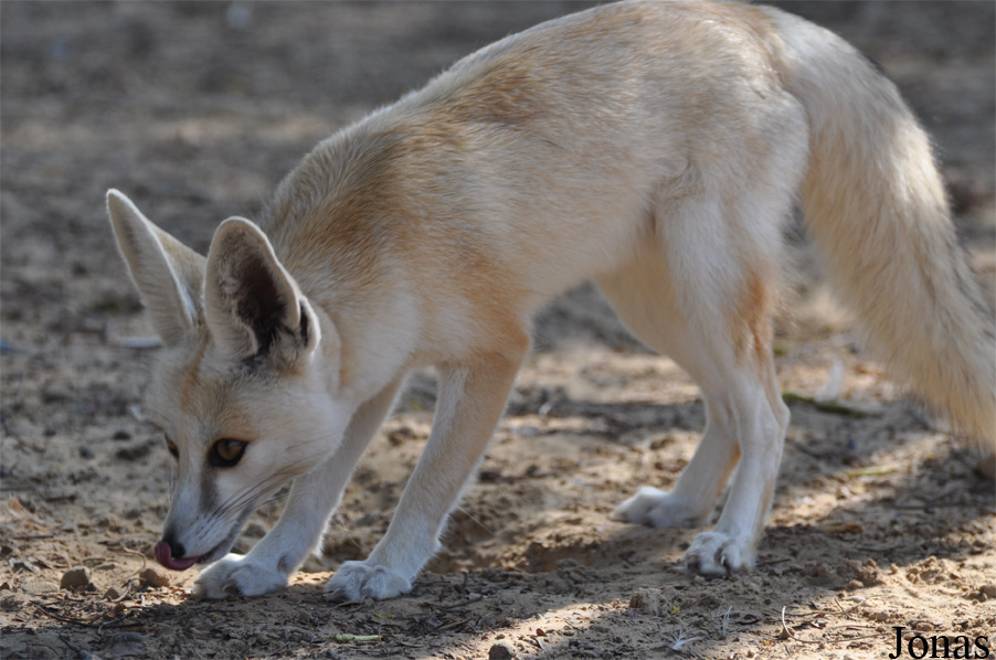 Vulpes rueppellii sabaea