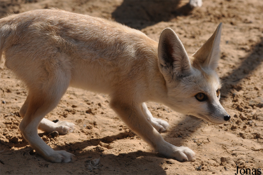 Vulpes rueppellii sabaea