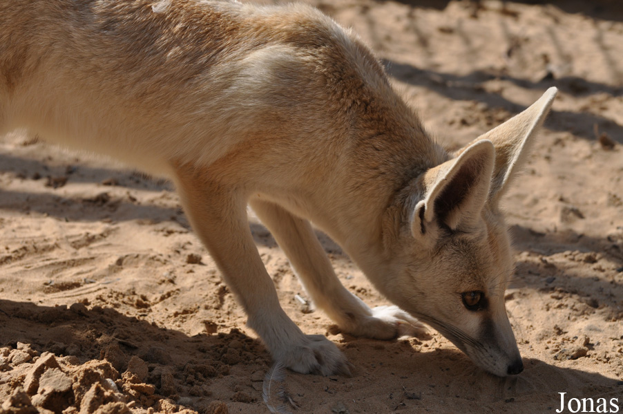 Vulpes rueppellii sabaea