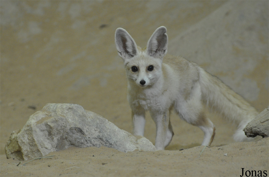 Vulpes rueppellii sabaea
