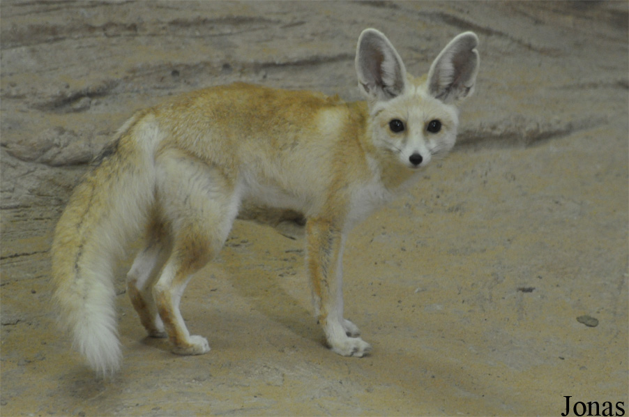 Vulpes rueppellii sabaea