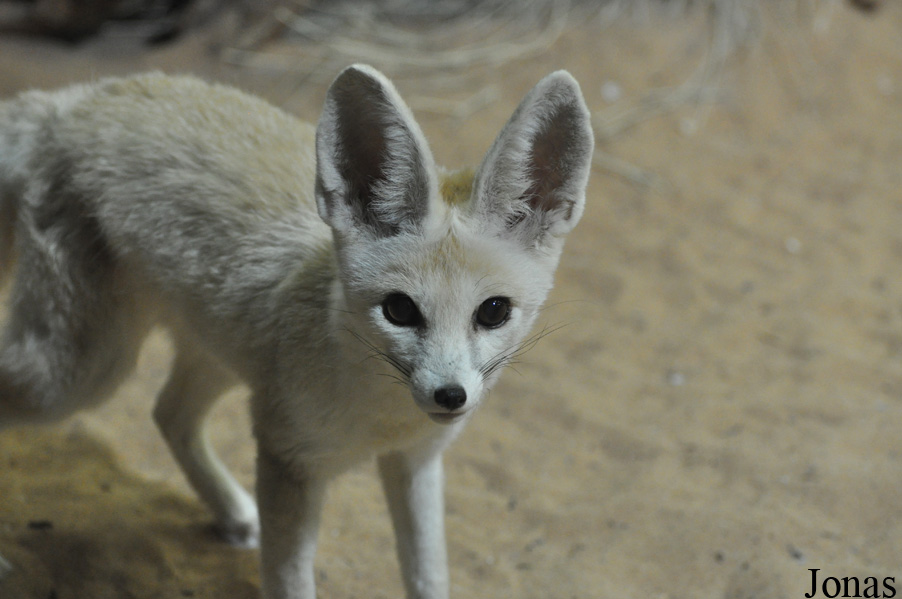 Vulpes rueppellii sabaea