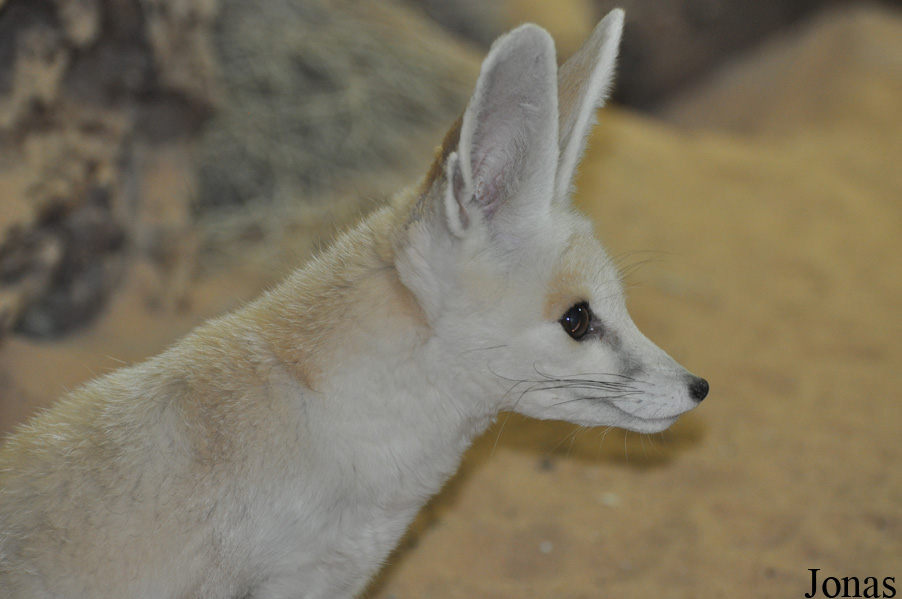 Vulpes rueppellii sabaea