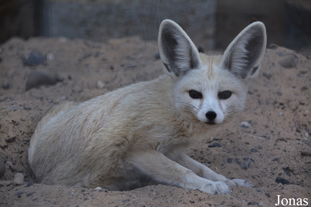 Vulpes rueppellii sabaea