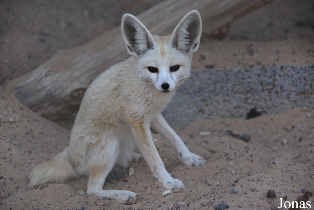 Vulpes rueppellii sabaea