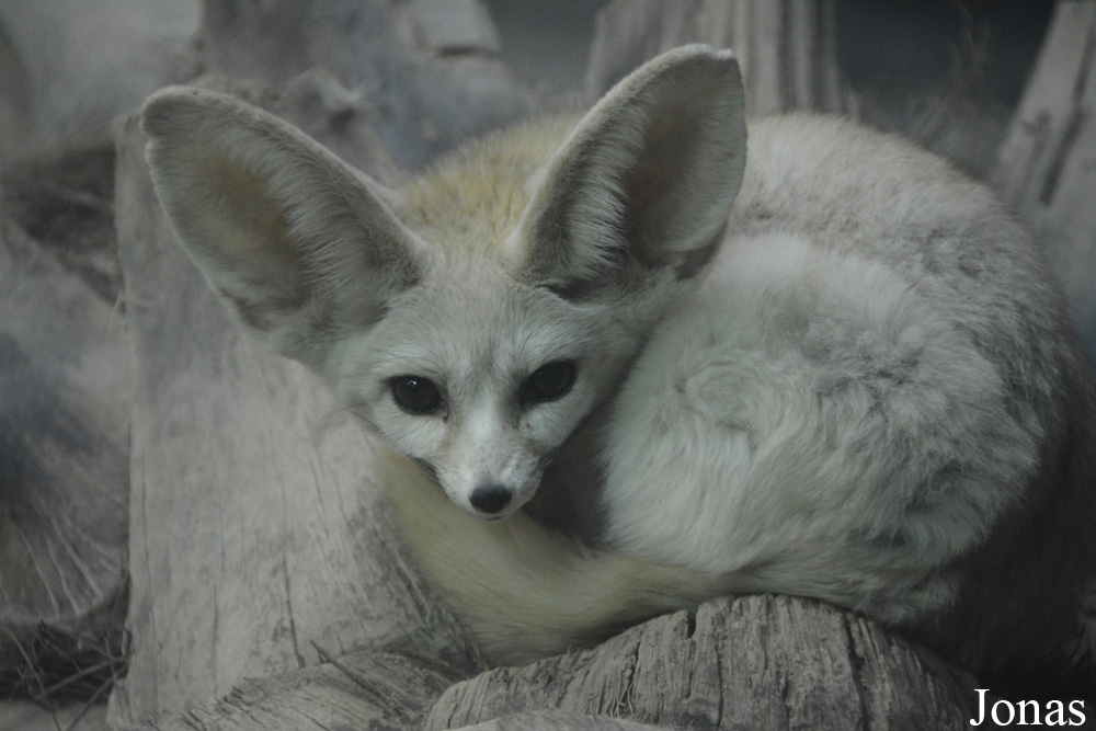 Vulpes rueppellii sabaea