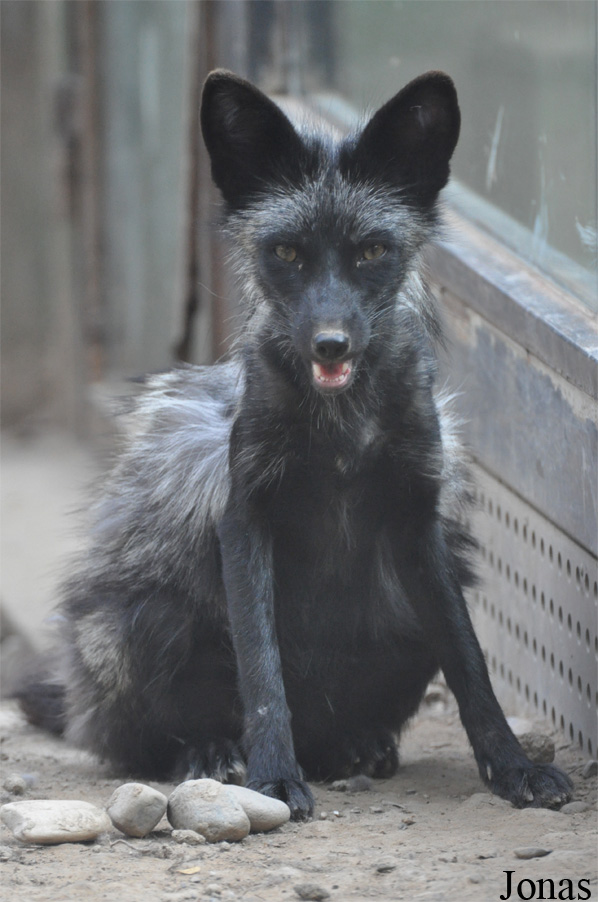 Vulpes vulpes