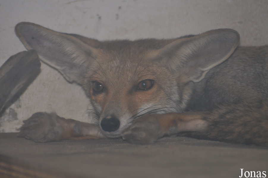 Vulpes vulpes arabica