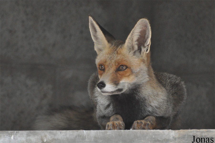 Vulpes vulpes arabica