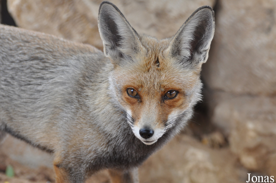 Vulpes vulpes arabica