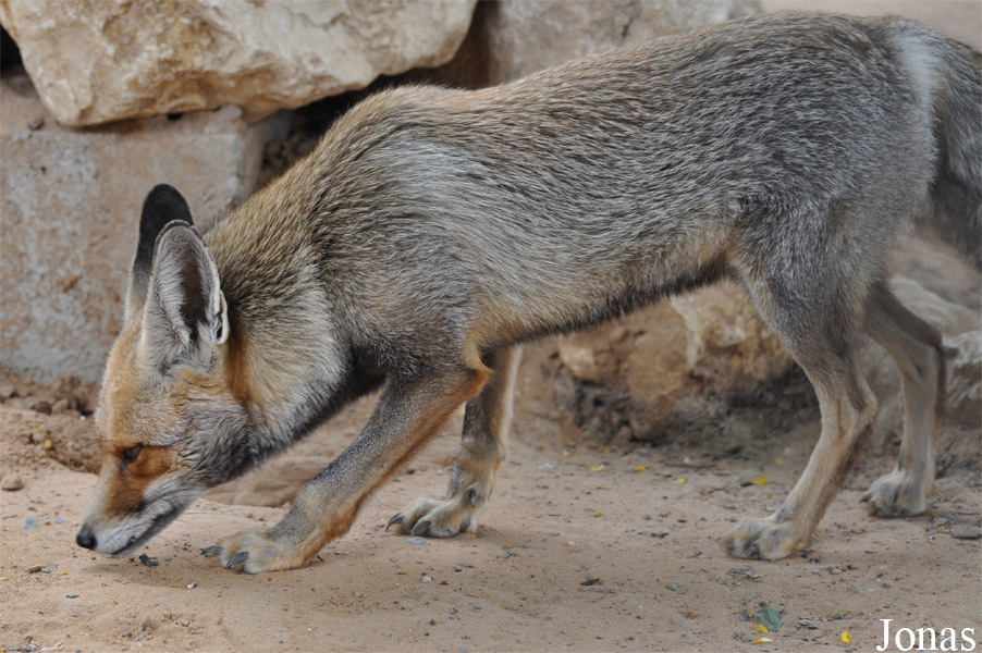 Vulpes vulpes arabica