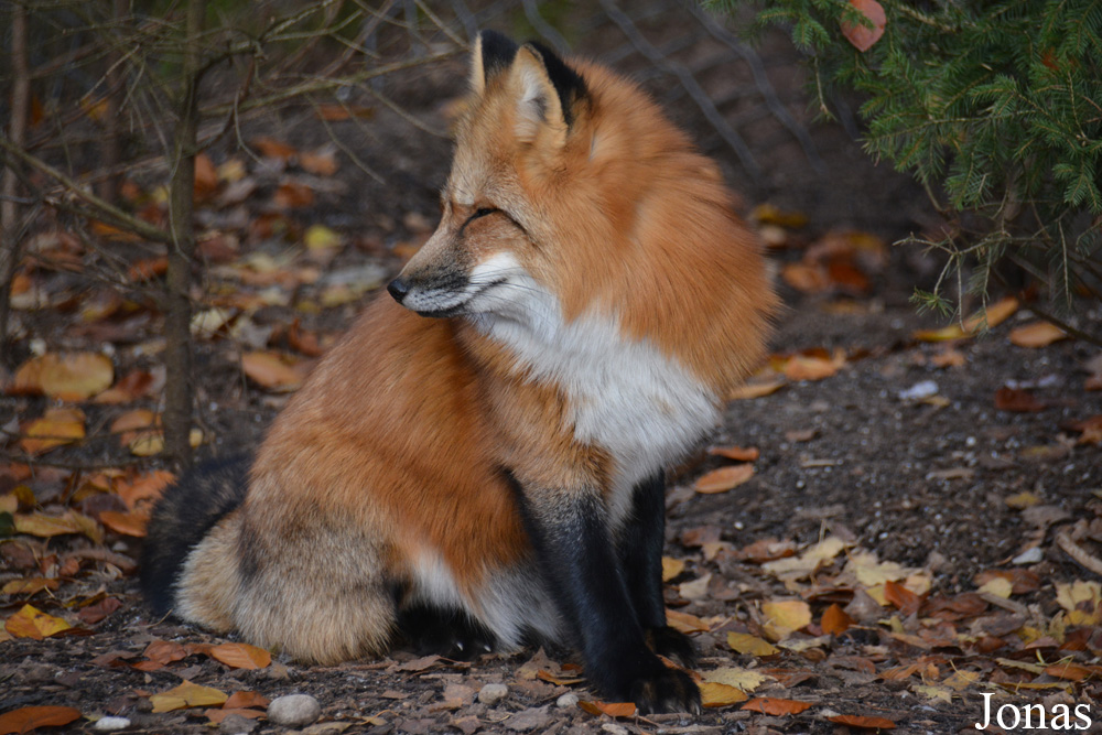 Vulpes vulpes crucigera
