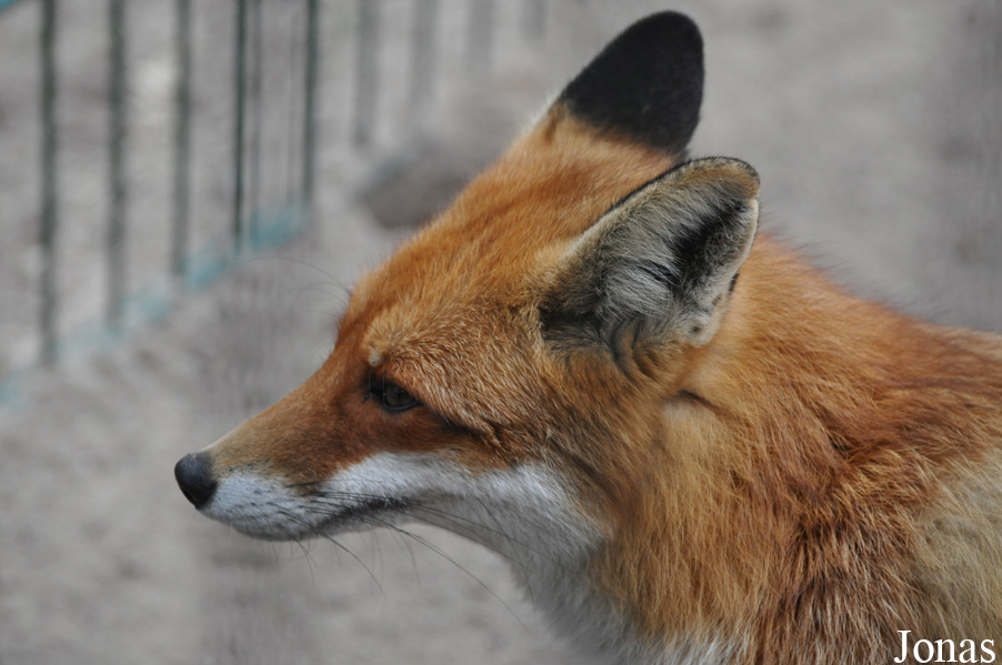 Vulpes vulpes crucigera