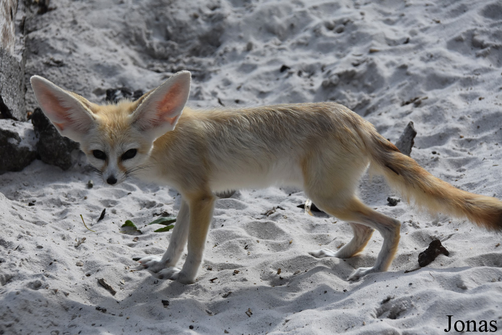 Vulpes zerda