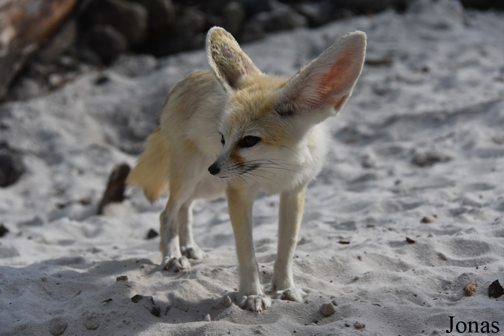 Vulpes zerda