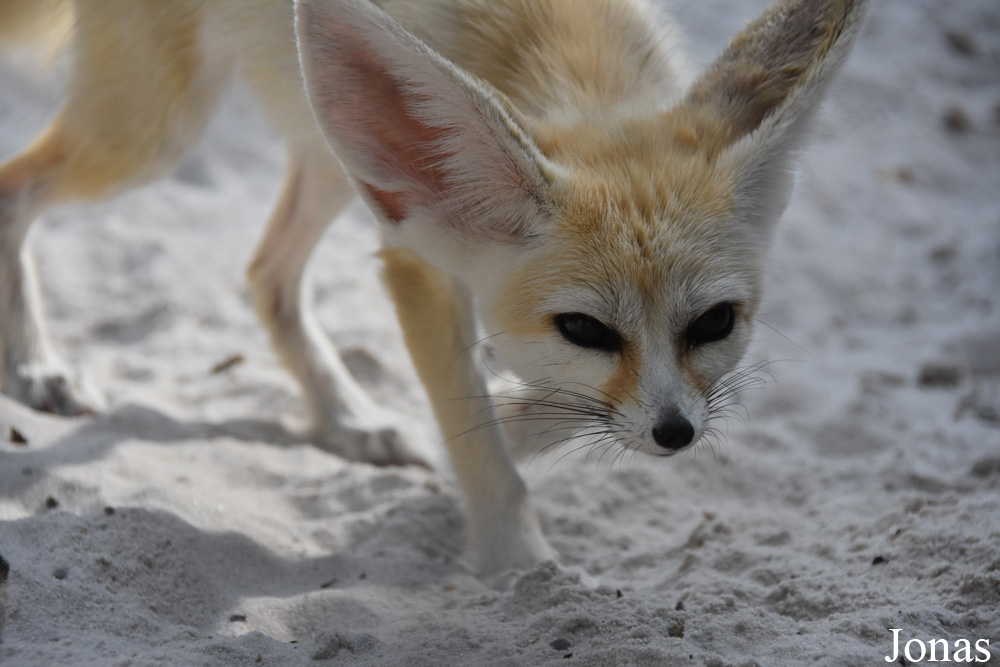 Vulpes zerda