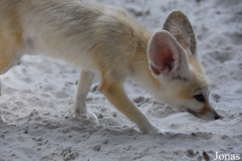 Vulpes zerda