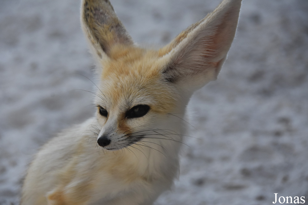 Vulpes zerda