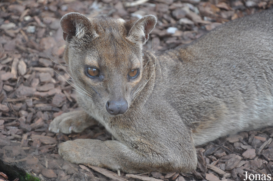 Cryptoprocta ferox