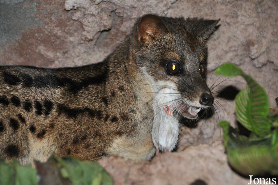 Fossa fossana