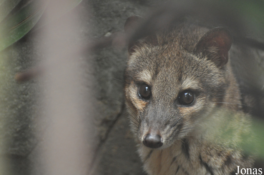 Fossa fossana