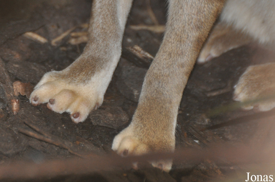 Fossa fossana