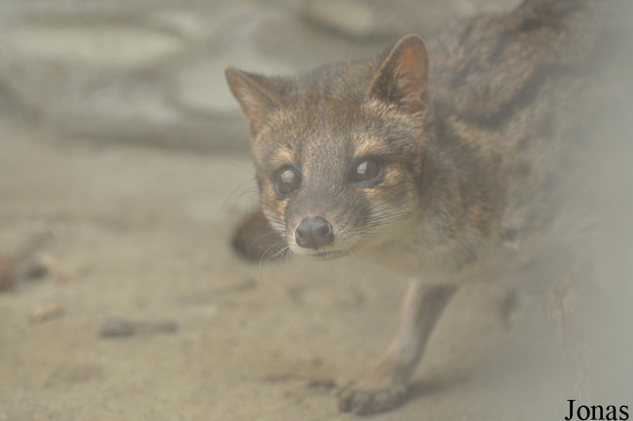 Fossa fossana