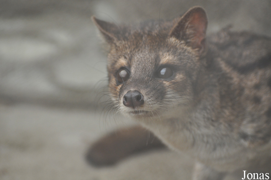 Fossa fossana