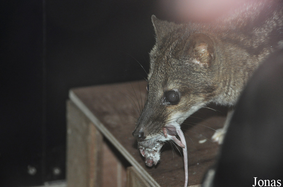 Fossa fossana