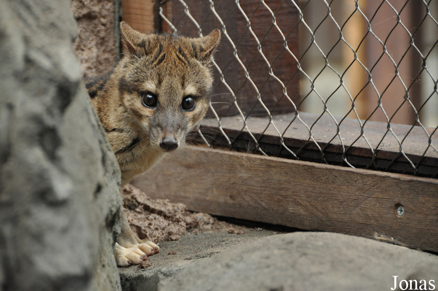 Fossa fossana