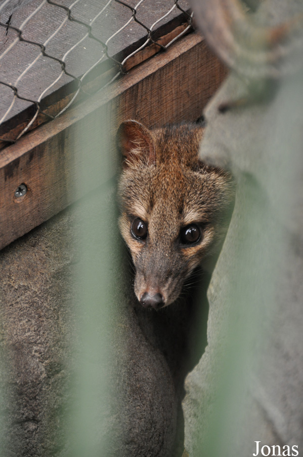 Fossa fossana