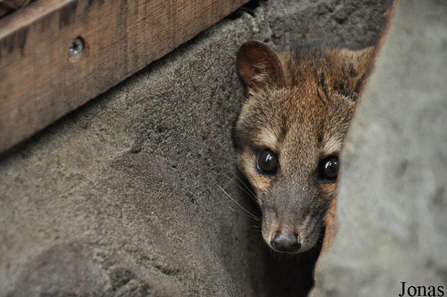 Fossa fossana