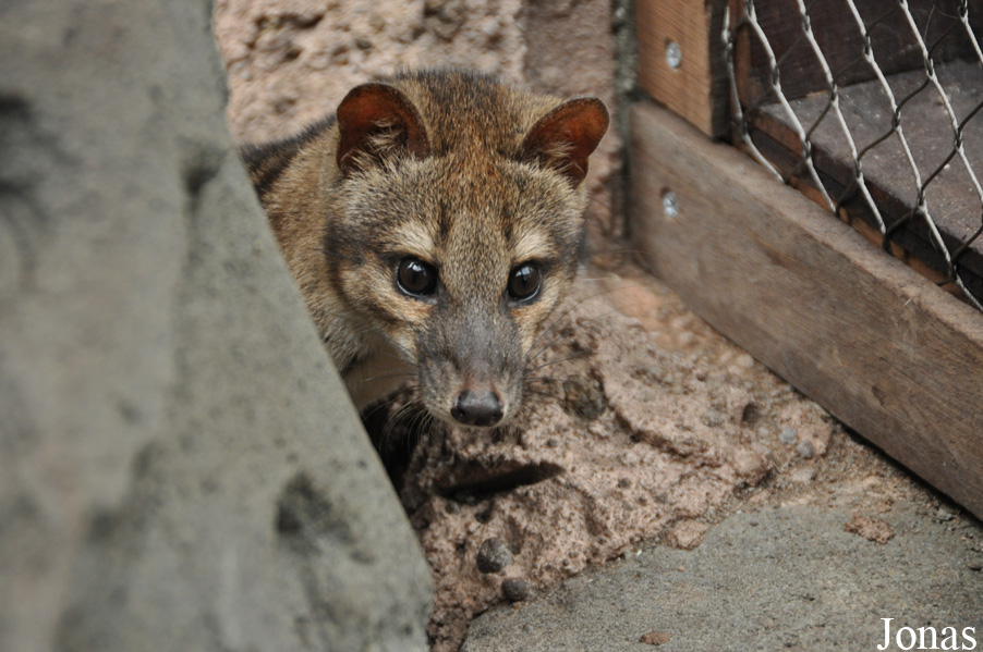 Fossa fossana