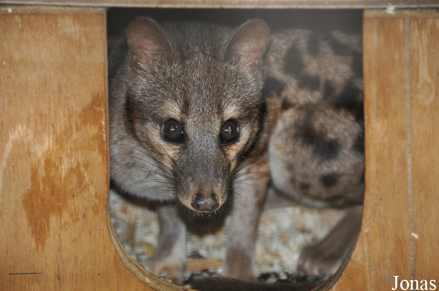 Fossa fossana