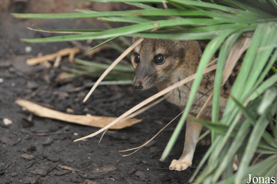 Fossa fossana
