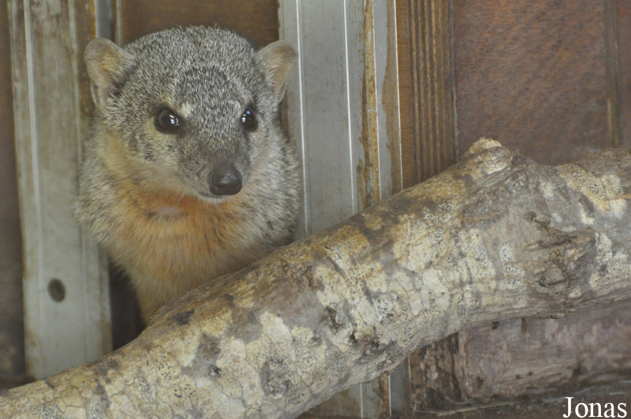Mungotictis decemlineata decemlineata