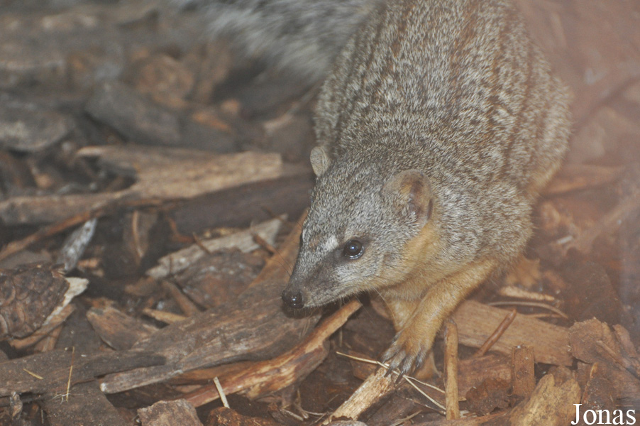 Mungotictis decemlineata decemlineata