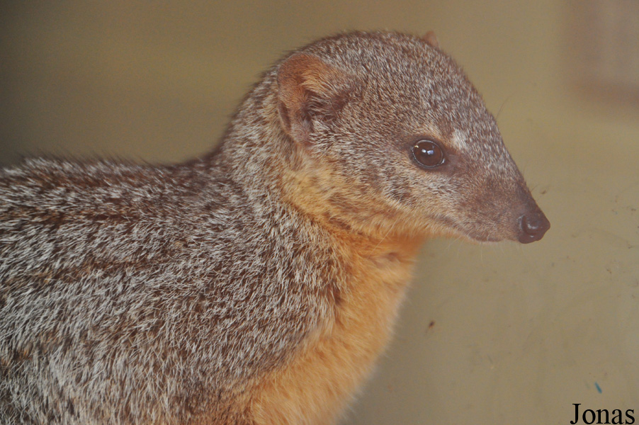 Mungotictis decemlineata decemlineata