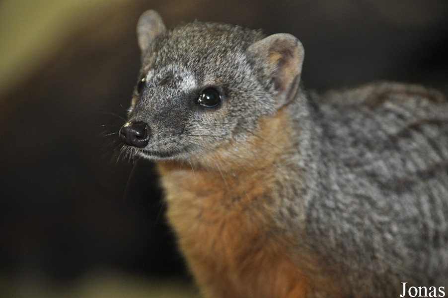 Mungotictis decemlineata decemlineata