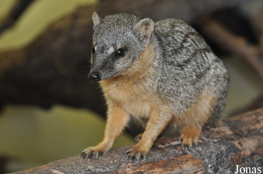 Mungotictis decemlineata decemlineata