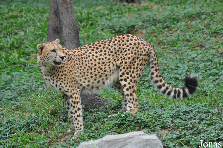 Acinonyx jubatus