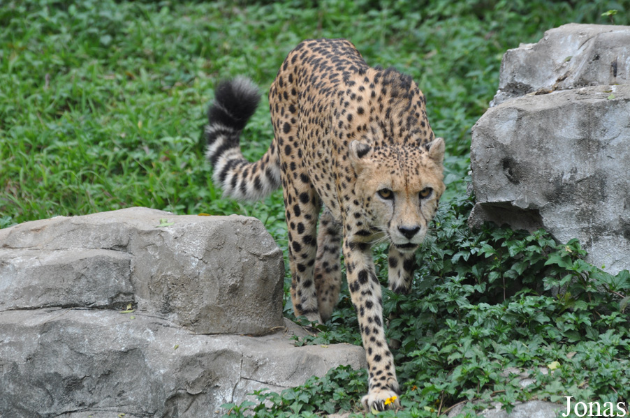 Acinonyx jubatus