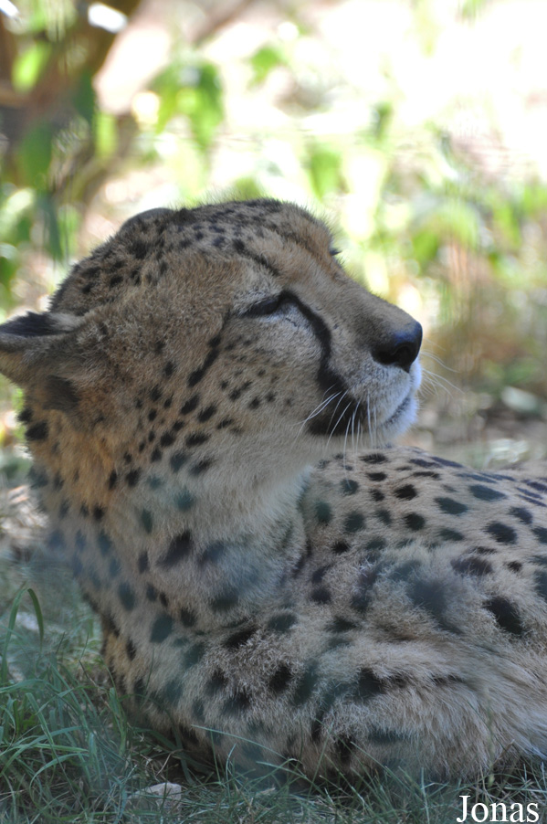 Acinonyx jubatus jubatus