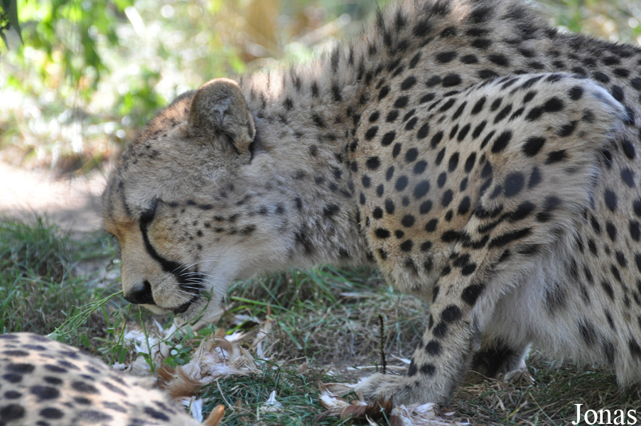 Acinonyx jubatus jubatus