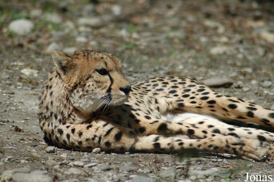 Acinonyx jubatus jubatus