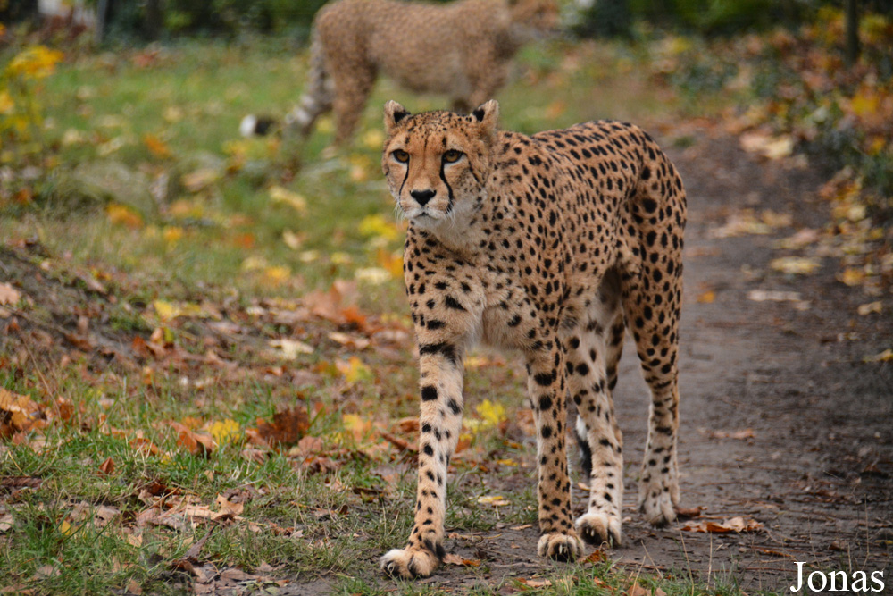 Acinonyx jubatus jubatus